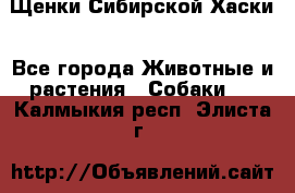 Щенки Сибирской Хаски - Все города Животные и растения » Собаки   . Калмыкия респ.,Элиста г.